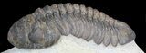 Morocops Trilobite - Nice Eye Facets #46336-1